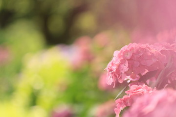 Obraz premium 松崎町 那珂川沿いの紫陽花の小径