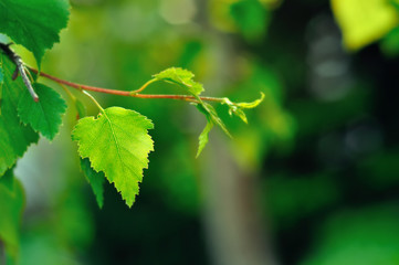 Birch leaf in the Spring