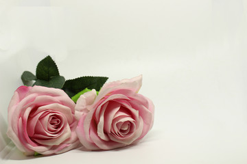 Obraz na płótnie Canvas pink roses on white background