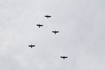 A flock of birds flying symbol 