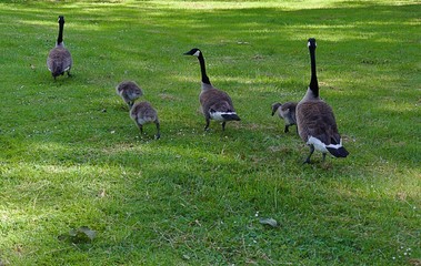 Gesi Kanadyjskie w Parku na zielonej trawie © Iwona
