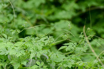 Momordica charantia , bitter melon, bitter apple,bitter gourd,bitter squash, is a tropical and subtropical vine of the family Cucurbitaceae, widely grown in Asia, Africa, and the Caribbean