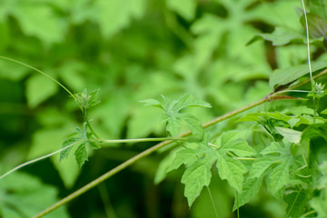 Momordica charantia , bitter melon, bitter apple,bitter gourd,bitter squash, is a tropical and subtropical vine of the family Cucurbitaceae, widely grown in Asia, Africa, and the Caribbean