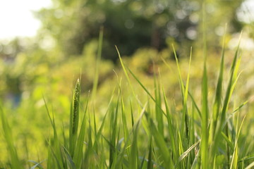 green blades of grass at sunrise