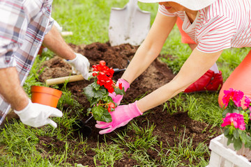 Top view of couple wearing gloves planting red flowers