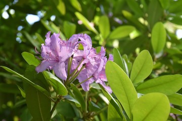 Różanecznik , Rhododendron  pieknie kwitnacy w parku i w ogrodzie