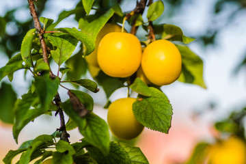 Yellow plum, ripe fruit hidden green leaves