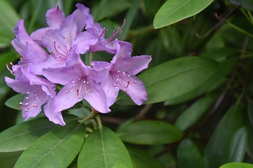 Różanecznik , Rhododendron  pieknie kwitnacy w parku i w ogrodzie - obrazy, fototapety, plakaty