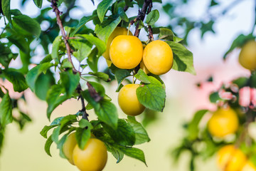 Yellow plum, ripe fruit hidden green leaves