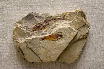 Fossils of ancient fish