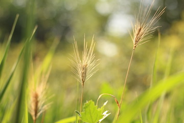 Fototapeta premium green blades of grass at sunrise