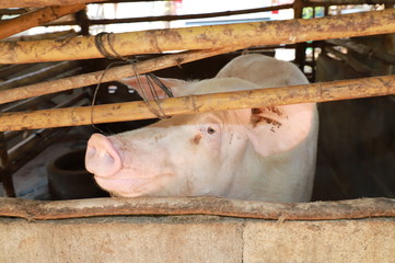 Close up of a pig is growing in a Thai organic farm, Raising pork in organic farm