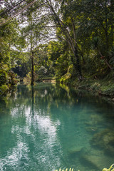 water blue and tree 