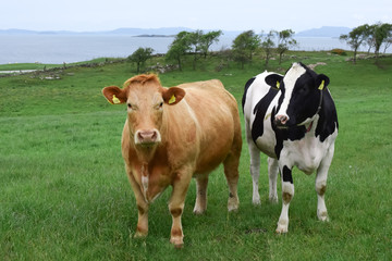 Cows graze on a green pasture by the sea. Breed of Angus cows. Agriculture and livestock in Norway. The cows are marked with numbers attached to the ears.