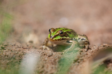 Teichfrosch, Pelophylax esculentus