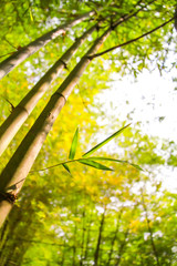 Fototapeta premium Fresh bamboo forest, green natural background