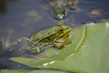 Teichfrosch, Pelophylax esculentus