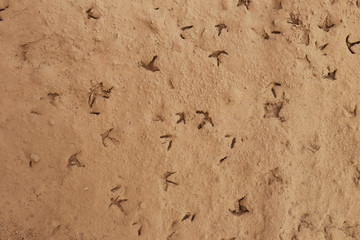 Bird footprints on the ground, background