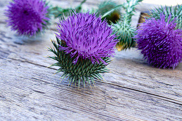 Wild thistle grass thistle flowers on wooden background. Thistle Flowers Thistle.