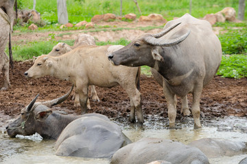 thai buffalo in mud