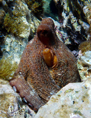 Octopus in the Mediterranean seabed