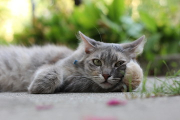 the cat who put her paw under the muzzle