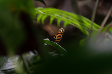 Hidden Butterfly in jungle