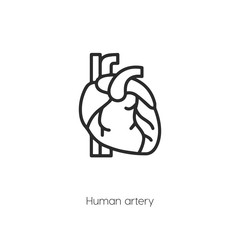 human artery icon vector symbol sign