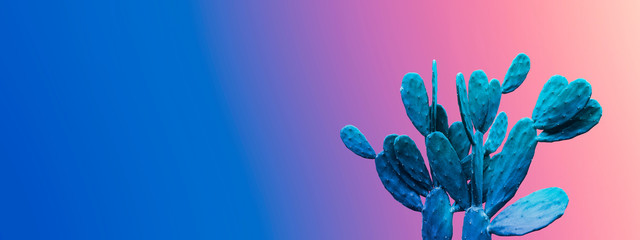 Minimal summer design of cactus on color gradient background with copy space
