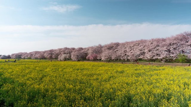 Cherry Blossoms over Fields of Rapeseed Blossoms (time lapse)