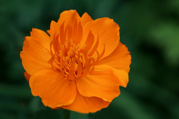 Close up of orange flower head, chinese globeflower