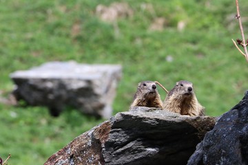 Marmotta