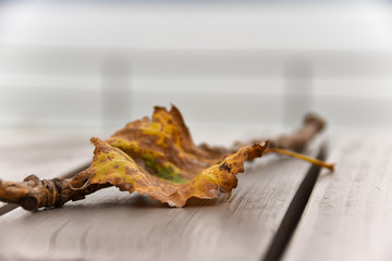 Leaves on table with bokeh background
