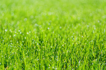Green grass field or lawn. Summer background with copy space.