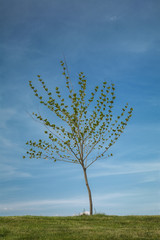 Obraz premium Lonely tree on a hill