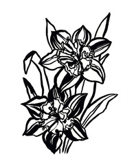 narcissus ink drawing, black and white