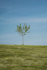 Lonely tree on a hill