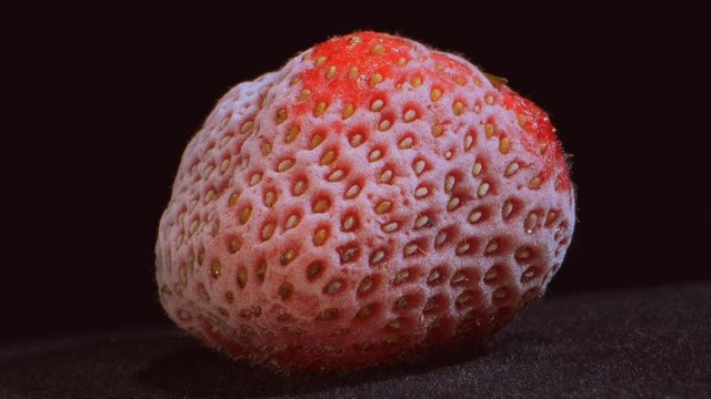 Defrosting of fresh frozen strawberry on black background, Time-lapse, Close-up.  Defrost food procedure