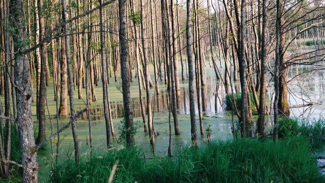 Colorful landscape in the forest. Swamp, wood and plants can be seen. Masuria Warmia Poland.