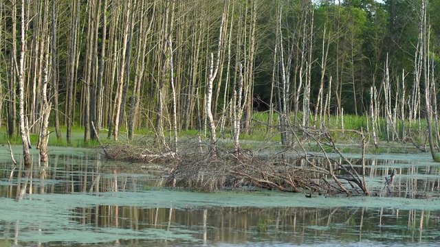 Wood lies on the water surface in the swamp. In the background the forest. Masuria Warmia Poland.