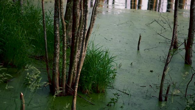 Trees and plants are in the green swamp in the Warmia and Masuria, Poland.