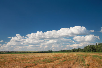 Fototapeta premium Cleaned field