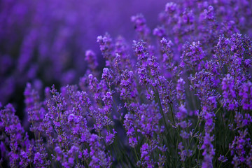 Lavender Field in the summer