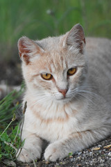 Obraz premium Yellow cat portrait. Young domestic cat portrait