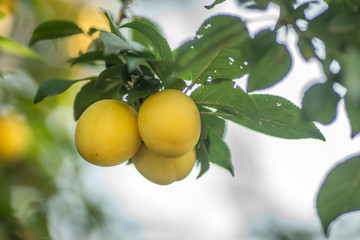 Yellow plum, ripe fruit hidden green leaves