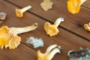 nature, environment and edible mushrooms concept - chanterelles on wooden background