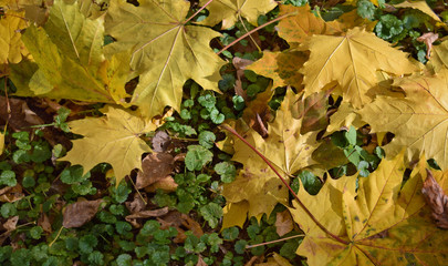 Yellow sun lit fallen maple leaves over green vegetation on the ground. Background texture. Top view close up.