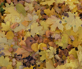 Colourful maple, aspen and birch leaves on the ground. Autumn background texture. Top view.