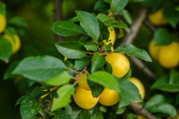 Yellow plum, ripe fruit hidden green leaves