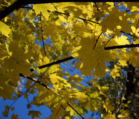 Maple tree branch with yellow leaves against bright blue sky on a sunny autumn day. Natural background.